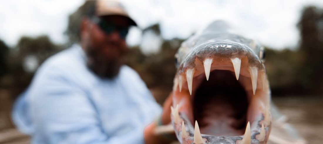 Tigerfish Teeth