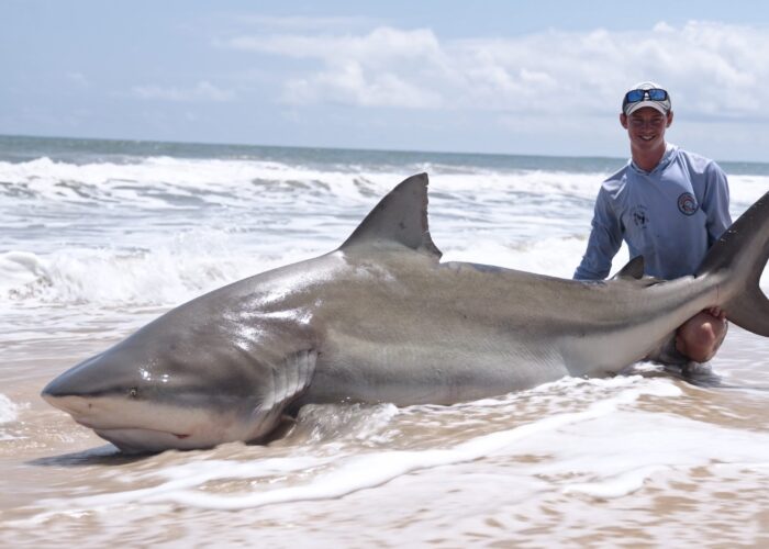 Screenshot Bull Shark