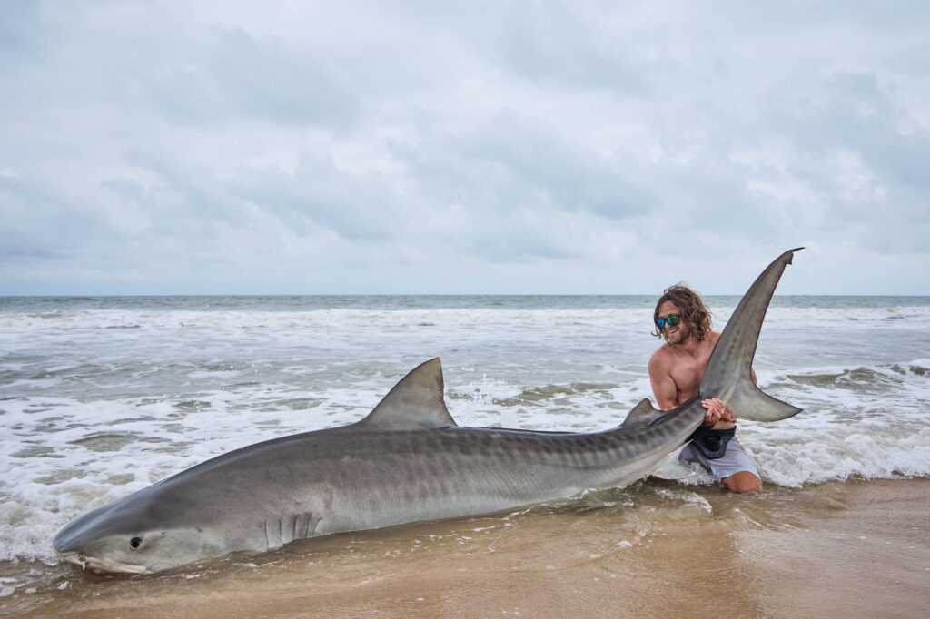 Tiger Shark