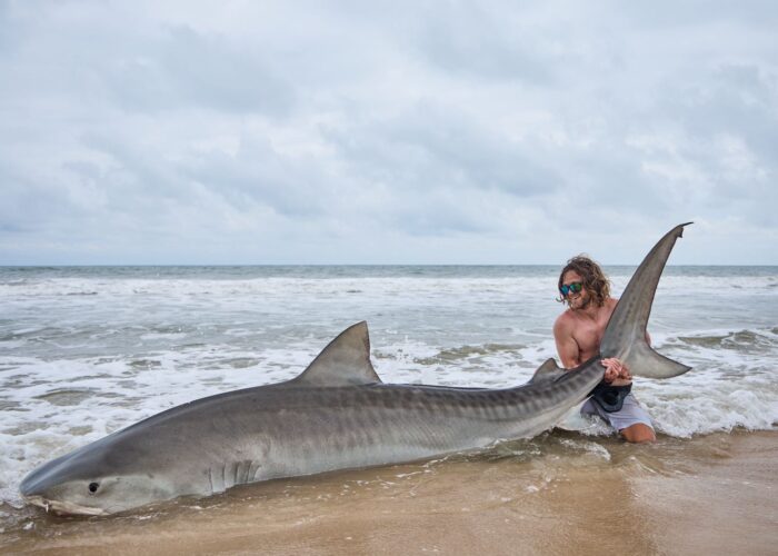 Tiger Shark