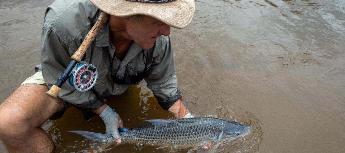 Blue Tigerfish