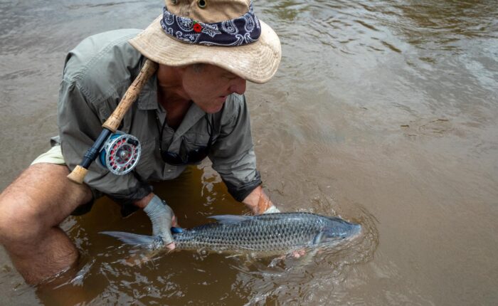 Blue Tigerfish