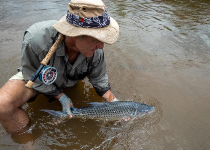 Blue_tigerfish Blue Tigerfish