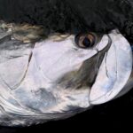 Megalops_Atlanticus Megalops Atlanticus