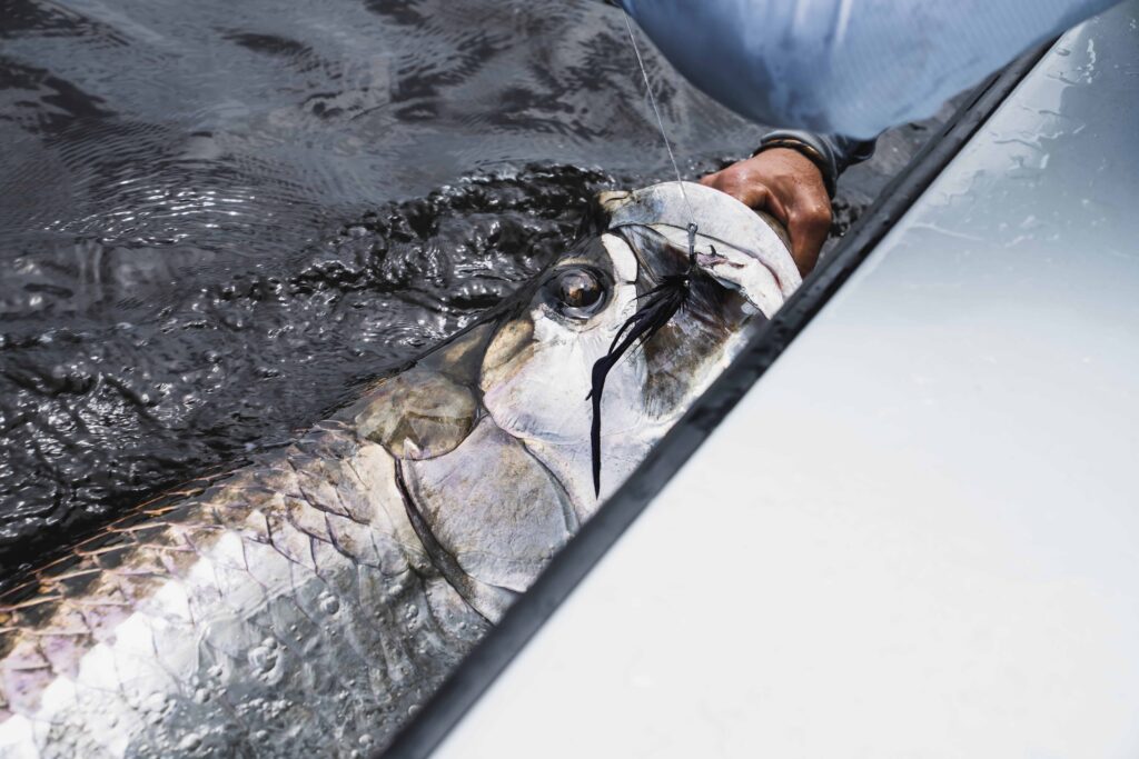 Tarpon_Gabon_Port_Gentil