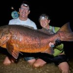 African cubera snapper