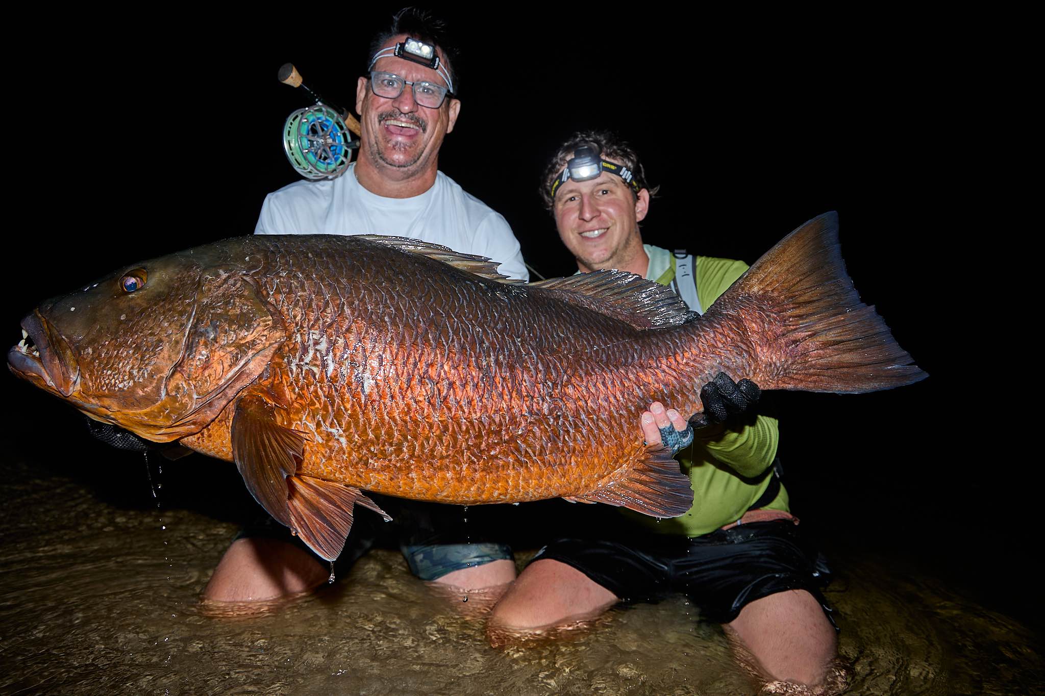 African cubera snapper