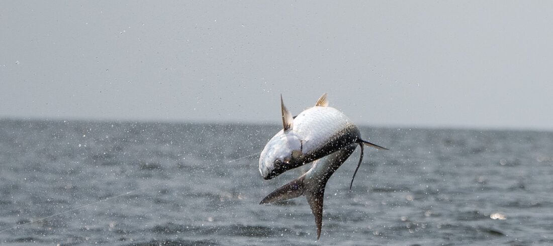Port Gentil Tarpon Experience