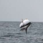 Port Gentil Tarpon Experience