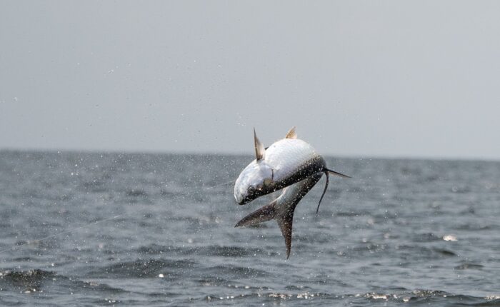 Port Gentil Tarpon Experience