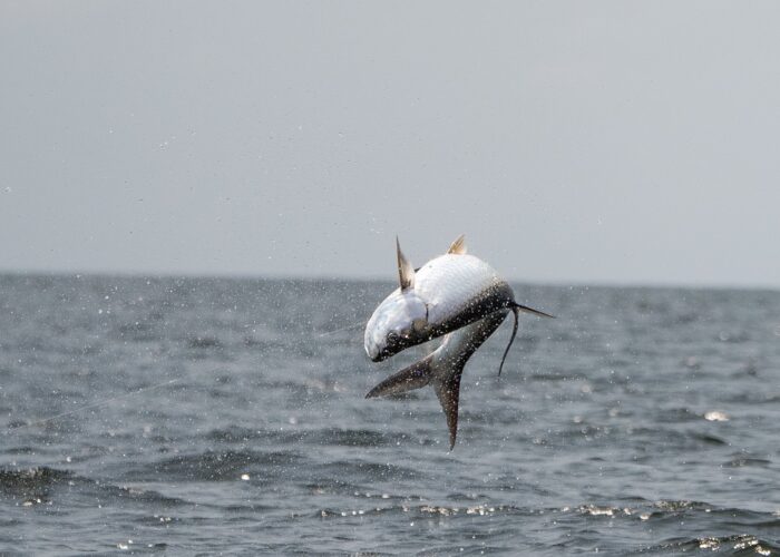 Port Gentil Tarpon Experience