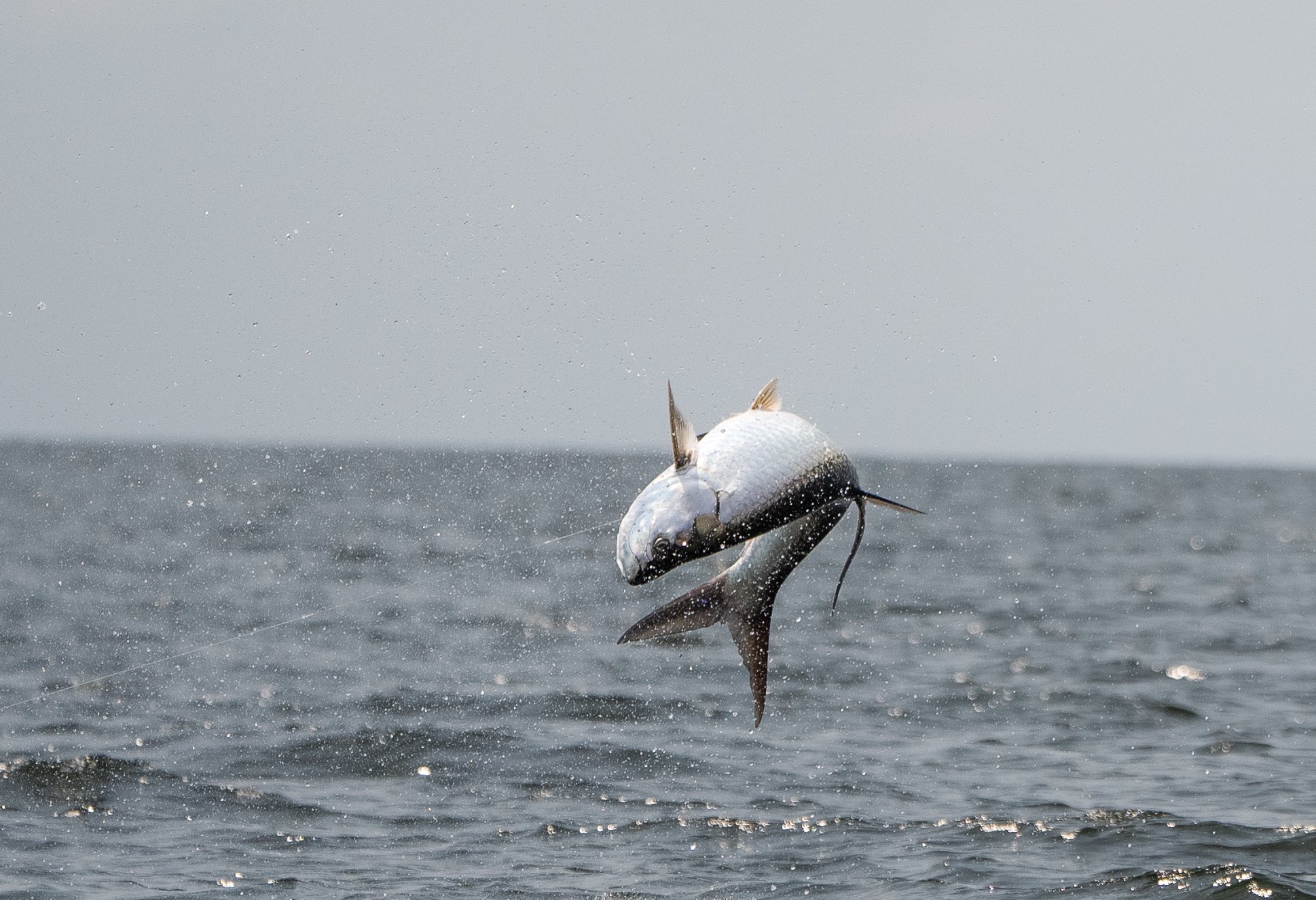 Port Gentil Tarpon Experience