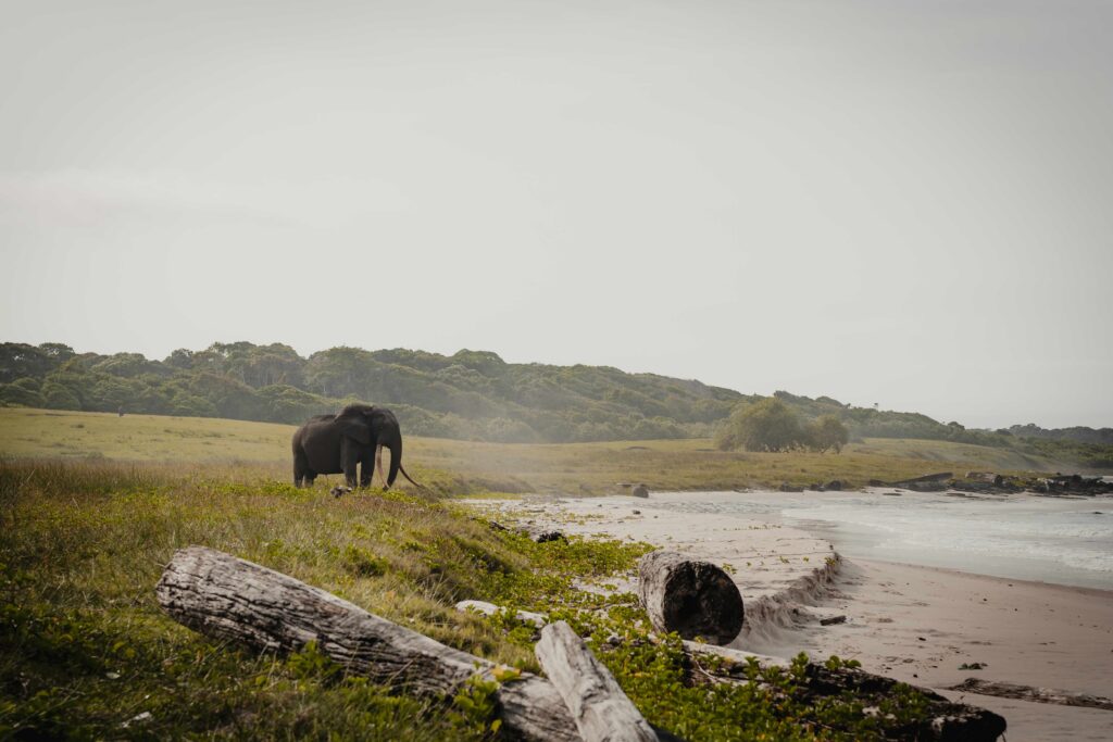 Forest Elephant