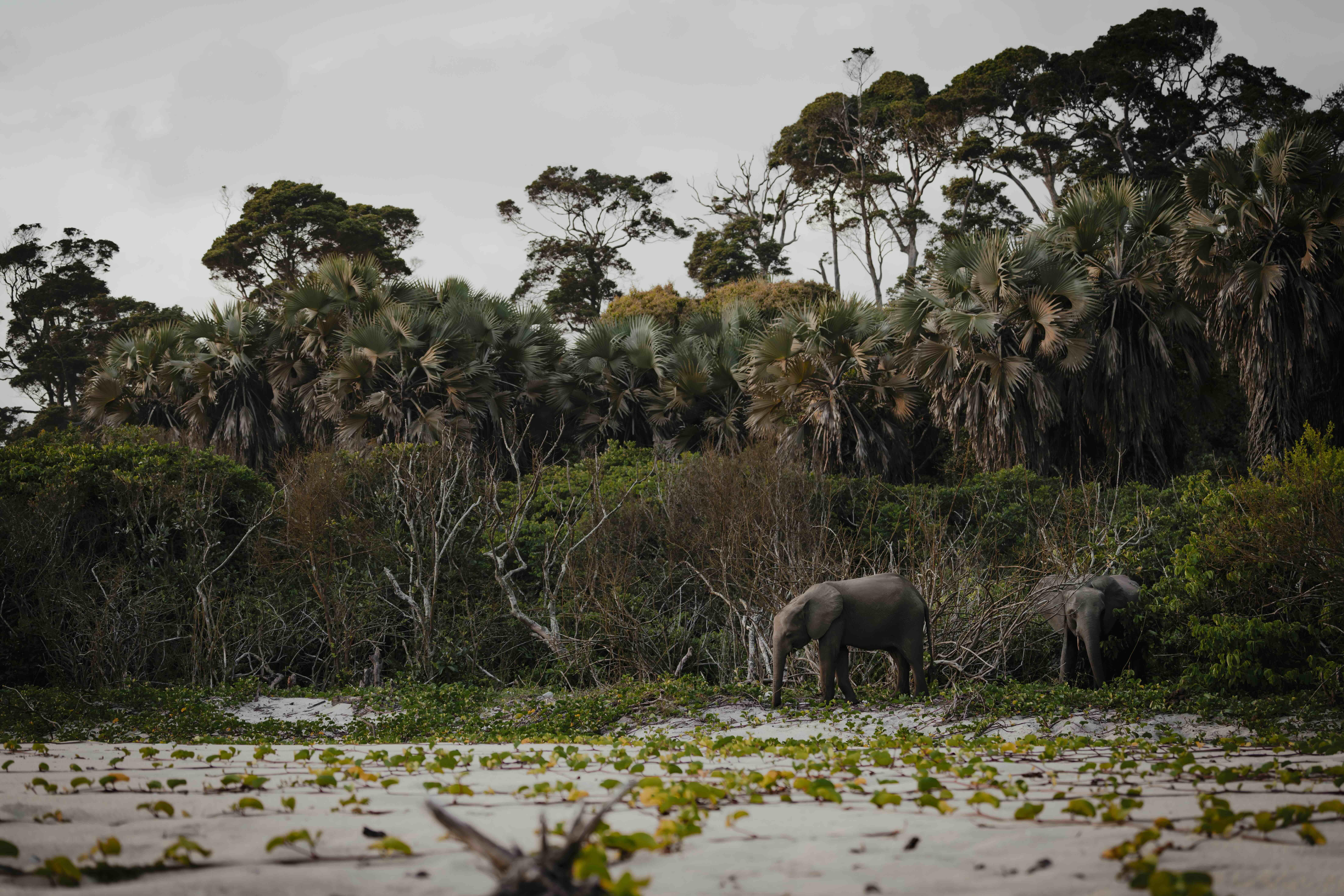 Gabon Safari