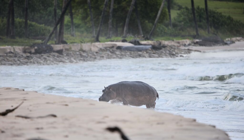 Surfing Hippos