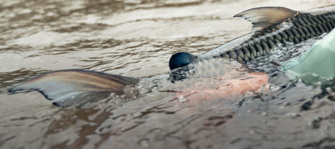 Tanzania Tigerfish Fishing