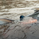 Tanzania Tigerfish Fishing