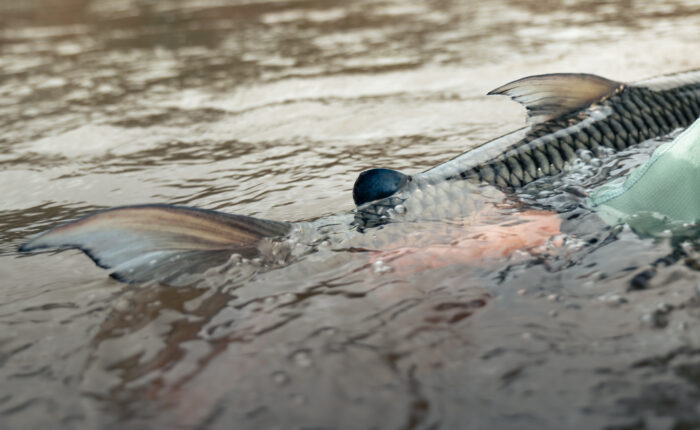 Tanzania Tigerfish Fishing