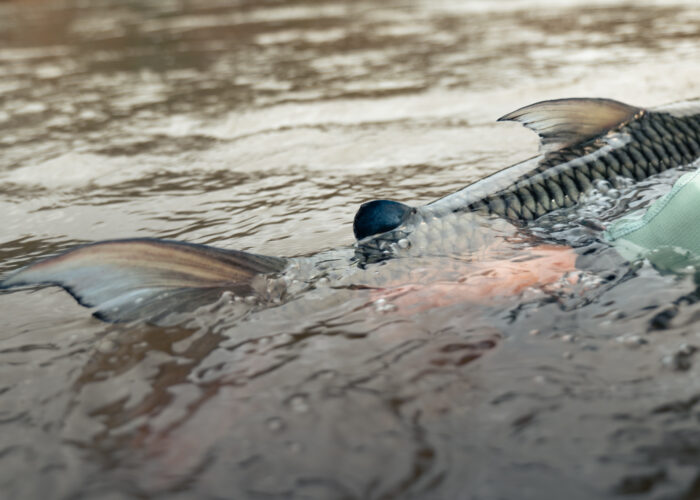 Tanzania Tigerfish Fishing