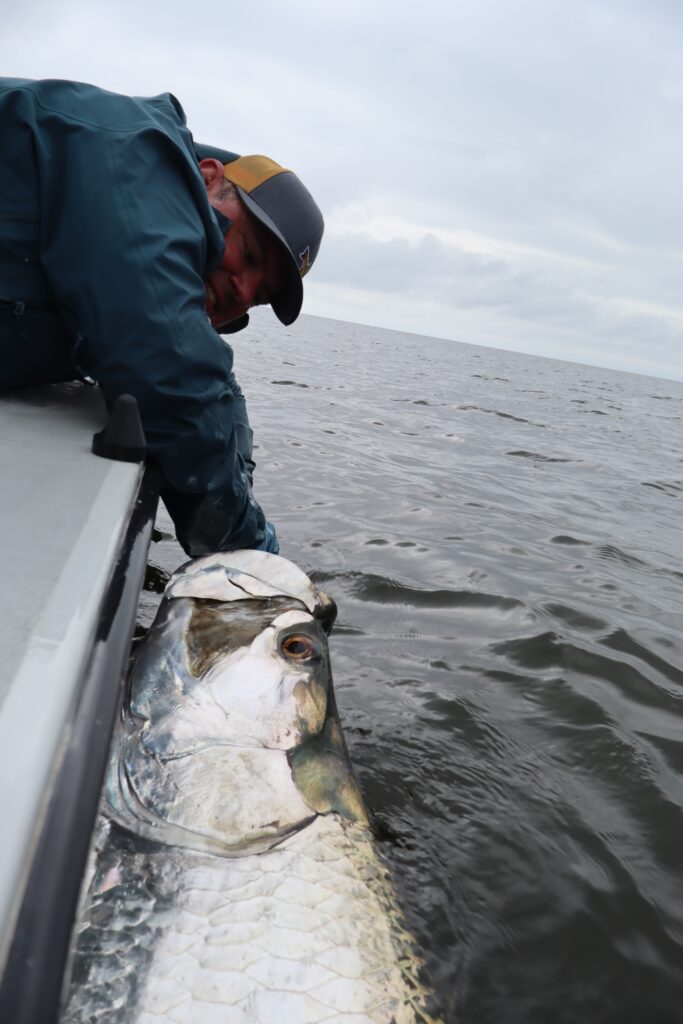 Port Gentil Tarpon Fishing 180lb